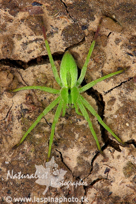 Micrommata ligurina - Caltagirone (CT)